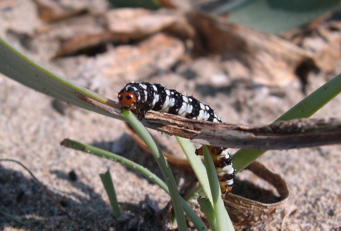 Brithys crini - Noctuidae